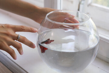 A person gently touches the water surface in a small aquarium while sitting at a table in a cozy indoor setting