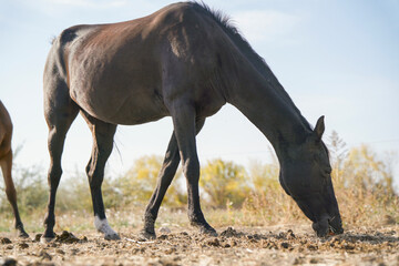 A horse grazing in a sparse field under the clear sky during a sunny day in the countryside
