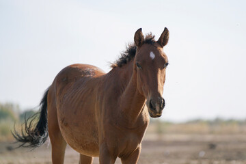 A brown horse stands in a sunlit field with bales of hay in the background during a clear autumn day