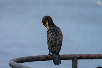 cormorant