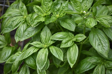 fresh basil leaves green herb plant