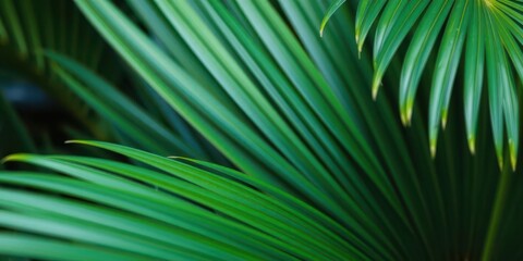 Obraz premium Close up of a lush tropical green palm leaf texture, showcasing intricate details and natural beauty, plant, close-up