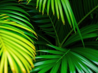 Close up of a natural tropical green palm leaf texture, background, botany, texture