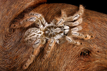 Ornamental Baboon Tarantula (Heteroscodra maculata)
