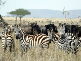 Zebras standing in tall grass on the savannah
