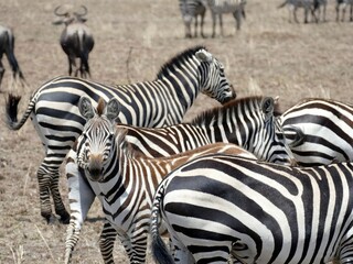 Herd of zebras grazing on dry grass in the african savanna