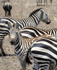 Herd of zebras standing on dry grassland