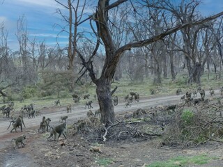 Troop of olive baboons crossing dirt road in african savannah