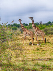 Two giraffes enjoying the african savannah landscape in cloudy day