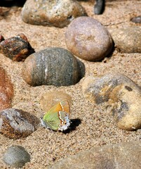 pebbles with moth