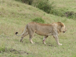 Lion walking on green grass in masai mara national reserve