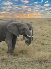 Elephants eating grass in the african savanna