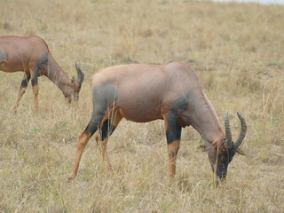 Topi antelope grazing in dry grassland of african savanna