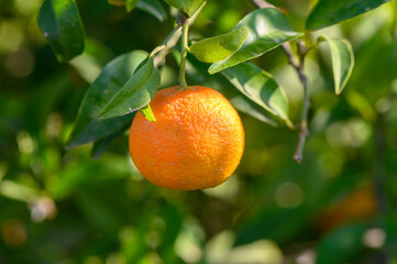 A ripe orange hanging from a vibrant green tree under the warm sun in a lush orchard
