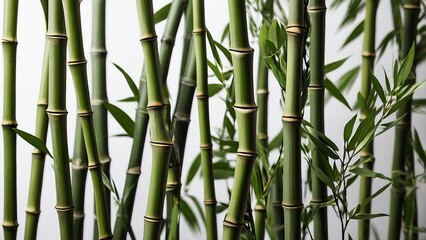 
Set of green bamboo stems with leaves, cut out