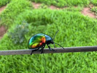 green bug on a branch