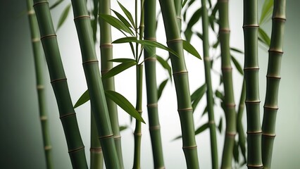 Fototapeta premium Set of green bamboo stems with leaves, cut out