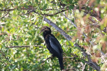 Anhinga Bird Sitting on a Branch Sanibel Island Florida