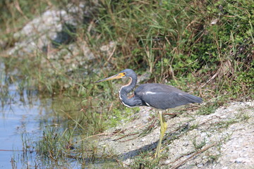 Tricolored Heron Bird Near a Pond Sanibel Island Florida