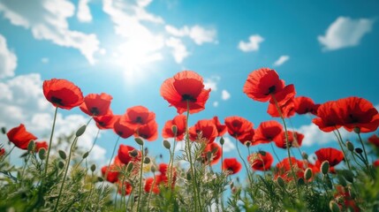 Obraz premium A field of red poppies reaching towards a bright blue sky with white clouds.