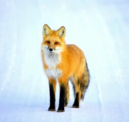 Obraz premium red fox in the snow