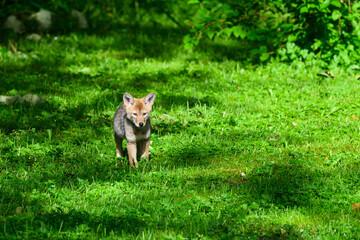 Young coyote pup (Canis latrans) walking across a green meadow in spring