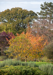 Stunning deep autumn colours on display at Wisley garden, Woking, Surrey UK.
