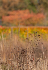 Obraz premium Stunning deep autumn colours on display at Wisley garden, Woking, Surrey UK. 