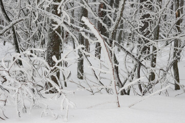 Trees in snow, winter in forest