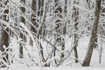 Trees in snow, winter in forest