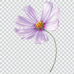 Cosmos​ flower hand drawn vector illustrations. Botanical floral drawing element.