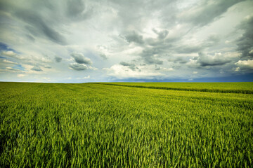 Expansive green wheat field stretching under a dramatic cloudy sky, depicting rural beauty
