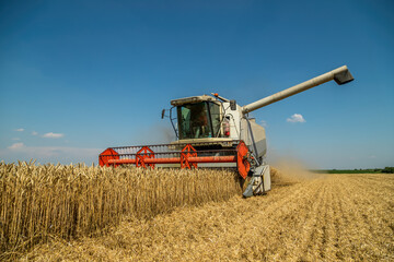 Harvesting wheat with modern combine harvester