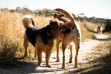 Black-brown fluffy dog with red collar sniffing another dog's butt in a grassy field.
