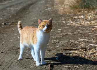 A curious orange and white cat explores a rustic pathway on a sunny afternoon
