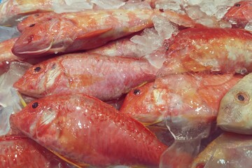 Image of red mullet fish displayed on ice