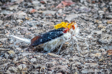 Cerogenes auricoma, black lanternfly, rare insect from Mexico and Central America belonging to the Fulgoridae family. White insect with the appearance of a white stuffed moth 