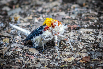 Cerogenes auricoma, black lanternfly, rare insect from Mexico and Central America belonging to the Fulgoridae family. White insect with the appearance of a white stuffed moth 