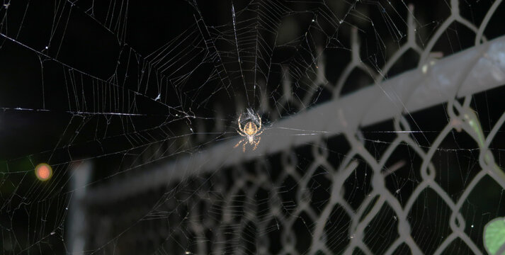 ARA&Ntilde;A 