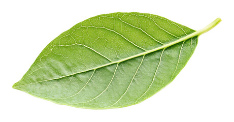 Obraz premium Young green leaf on a transparent background. isolated background.