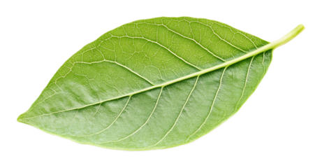 Young green leaf on a transparent background. isolated background.