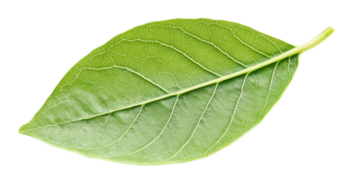 Young green leaf on a transparent background. isolated background.
