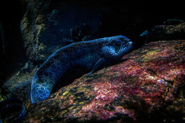 Wolffish in the water of the Baltic Sea