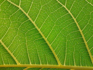 Close-Up of Vibrant Leaf Vein Structure
