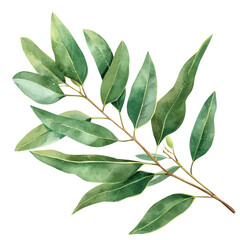 A watercolor of eucalyptus leaves, isolated on a white background. Eucalyptus leaves vector.