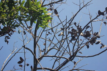 the death tree