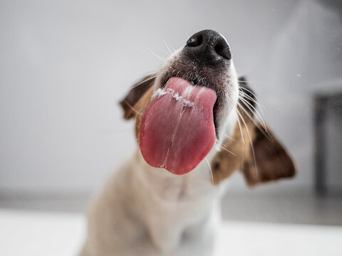 Jack Russell Terrier dog licking transparent glass on white background. 