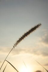 sillhouette wild grass