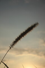 sillhouette wild grass
