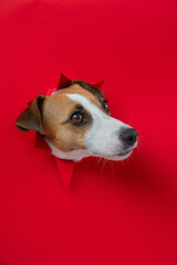 Funny Jack Russell Terrier dog sticks out through a red cardboard background. Copy space. Vertical photo. 